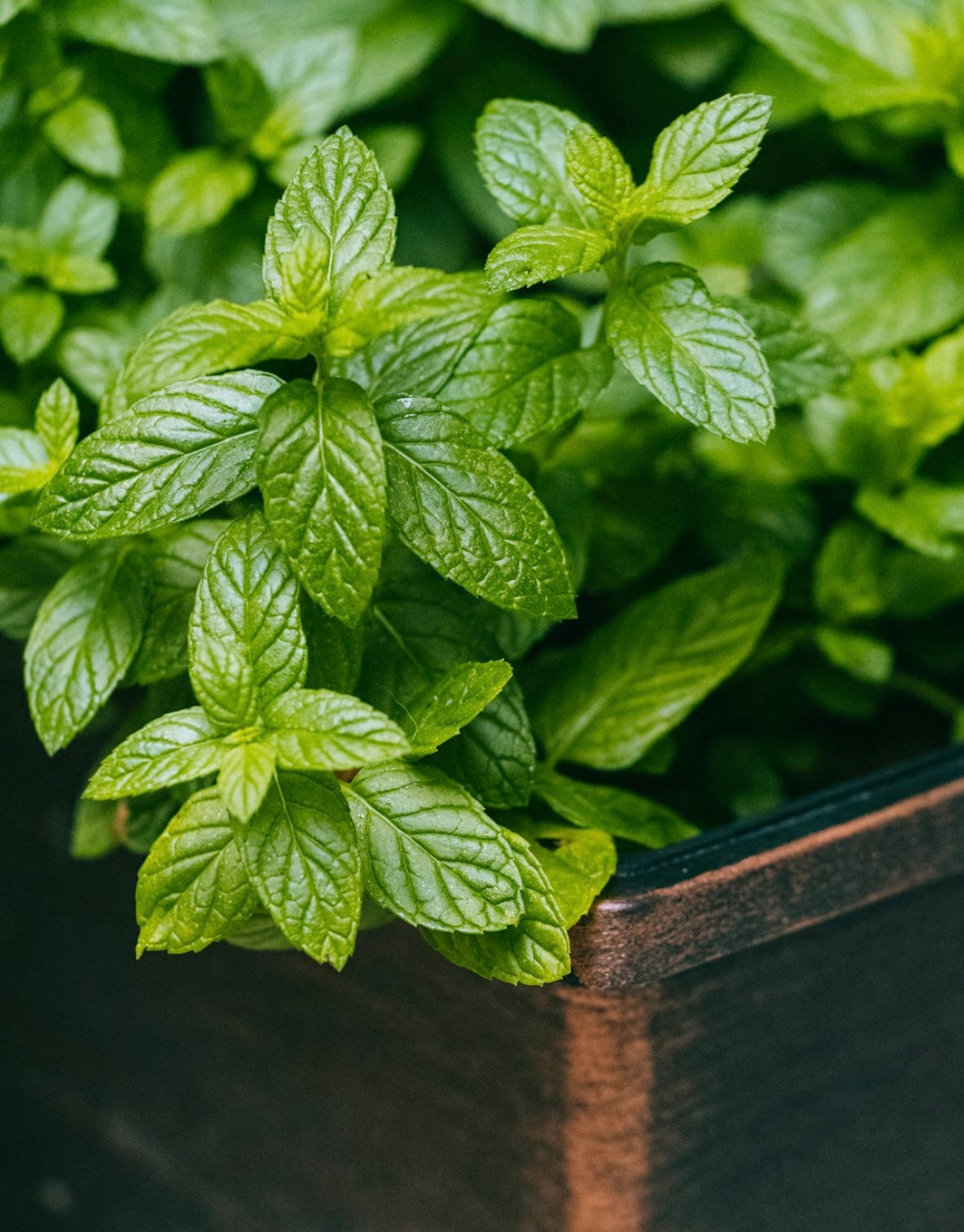 Cristaux de menthe