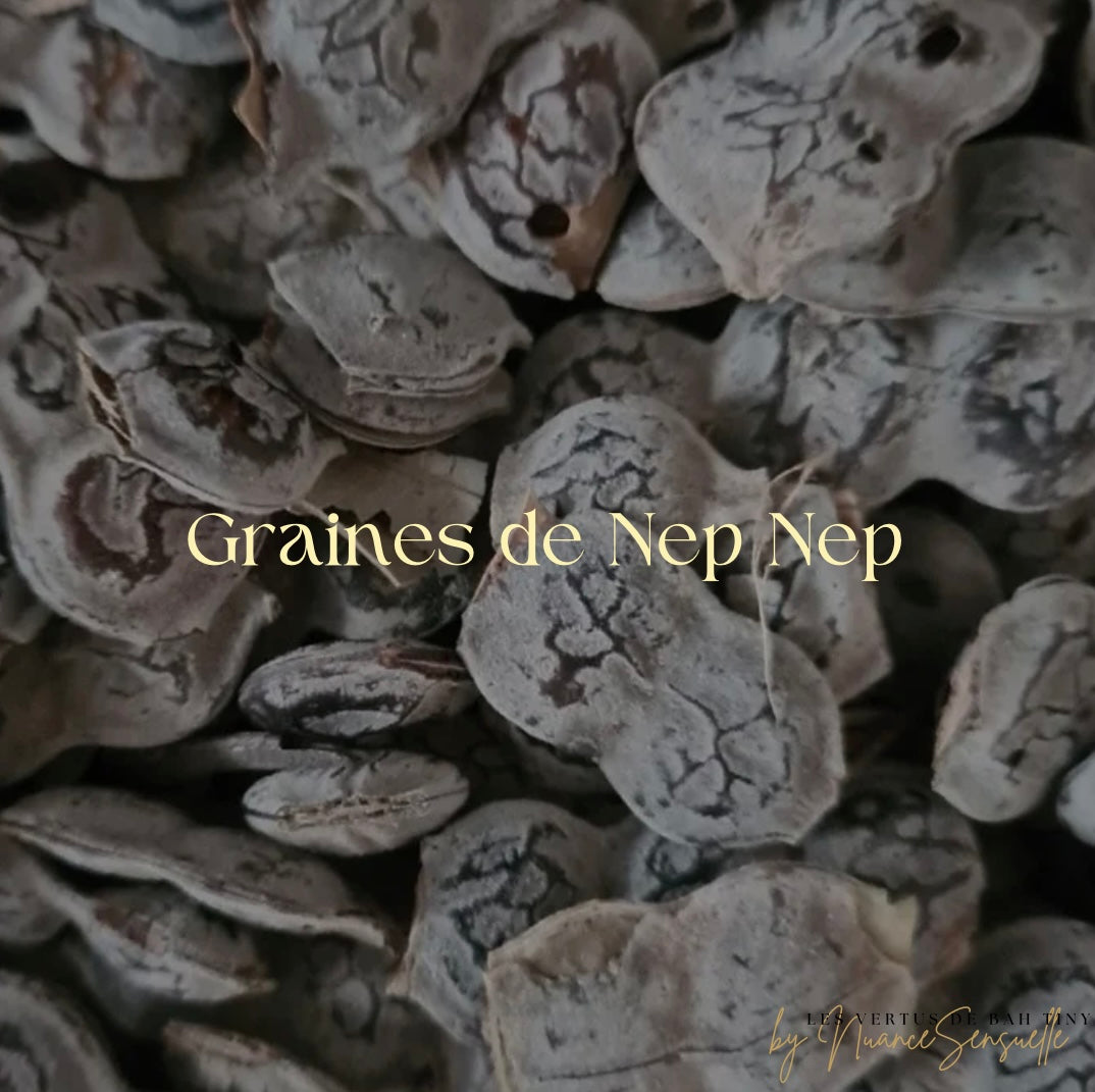Graine de Nep Nep