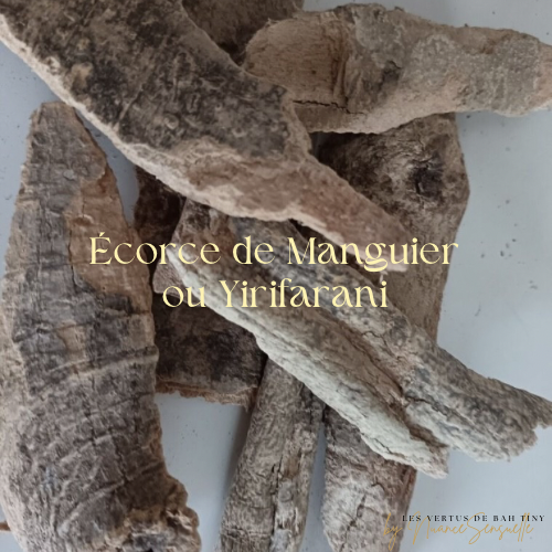 Écorce de Manguier